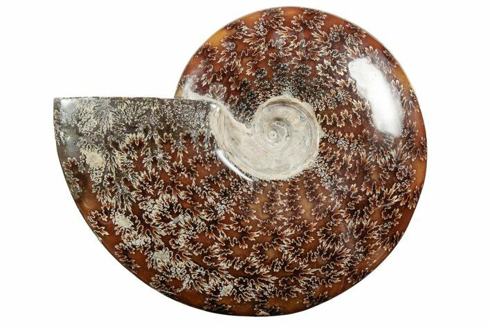 Polished Ammonite (Cleoniceras) Fossil - Madagascar #339111